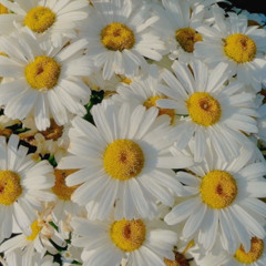 Daisy🌼(w.Wan1t)