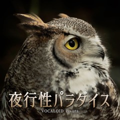 VOCALOID6 Po-uta - 夜行性パラダイス (Nocturnal Paradise)