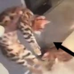 Full cat blender video reddit original