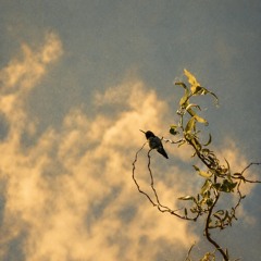 12. Day Dreamer ~ Fulfillment