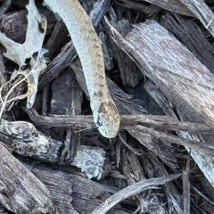 11:9_”Give Thanks for the Snake”