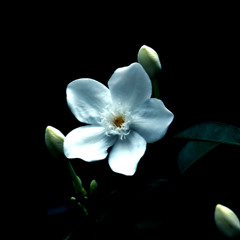 R.O.S - IF ONLY (you would stay)