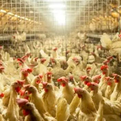 WHOLE LOT OF CHICKEN IN THE BARN BLUES