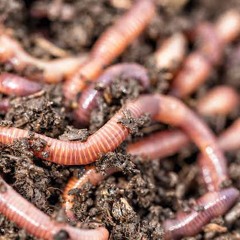 Tin of Worms (STBB 824)
