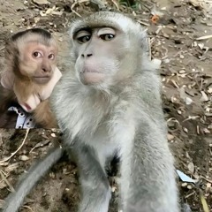 ja-pish ft choko frm