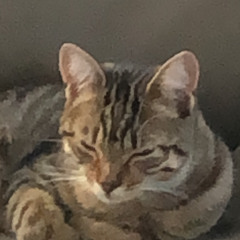 BREAD (kitchen appliances)