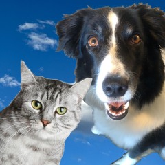 TRAIN OF THOUGHT - DOG AND CAT SONGS