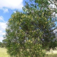 *FREESTYLE* The Tabbernackle - New Recording 3