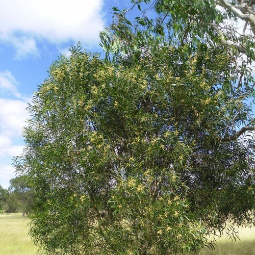 *FREESTYLE* The Tabbernackle - New Recording 3