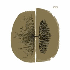Aèdes - Jana-Maria