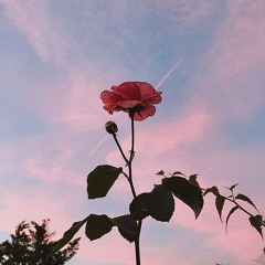 1nonly - forever in love