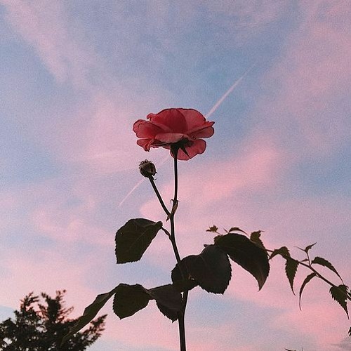 1nonly - forever in love