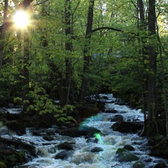 Deep into the Forest