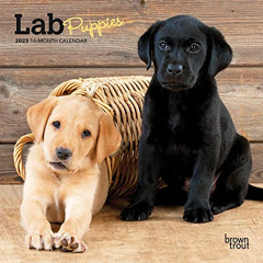 [Access] EPUB 📪 Lab Puppies | 2023 7 x 14 Inch Monthly Mini Wall Calendar | BrownTro