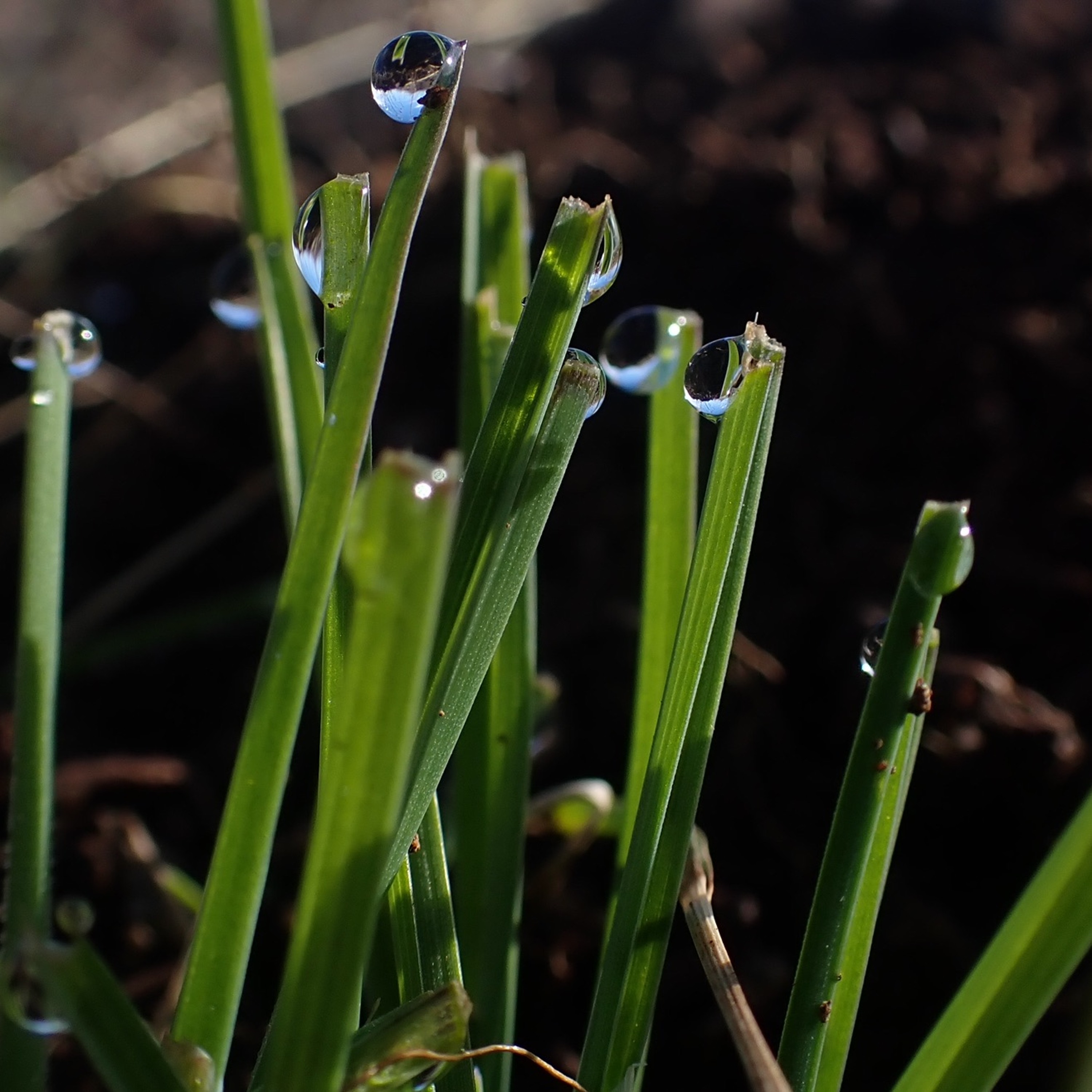 CLIMATE BREAKDOWN Reports:  Why morning dew is vanishing, ALPS & WALLOWAS Northeast OREGON episode artwork