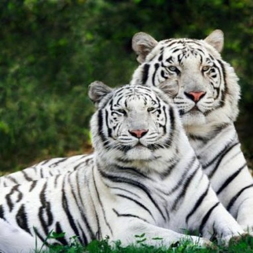 White Tiger uptempo