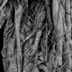 Wild Winter  "B2B"vs "SITO" style war.. for peace...