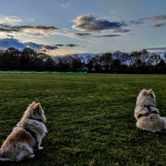 The Girl From The Beach Boys Tribute Band 2022