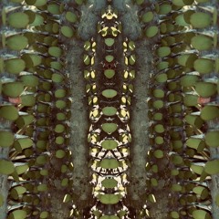 Ticluna - Tracers
