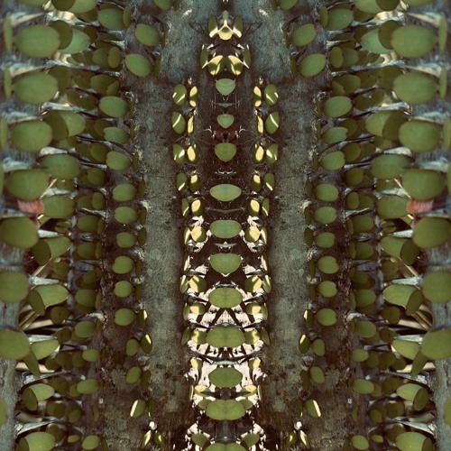 Ticluna - Tracers