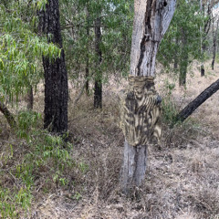 Predawn In Lake Broadwater Conservation Park