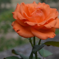 Save Me From Myself - Anna Goldberg