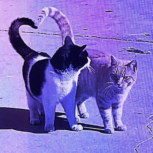 Stream I am not your Enemy, I am the Enemy by R1TU4LS | Listen online ...
