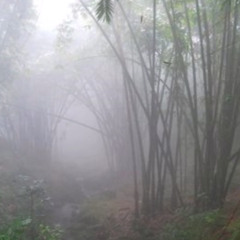 rumbling bamboo ambience