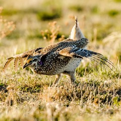 Panhandle Afield: Sharp-tailed Grouse Viewing