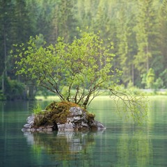 Skogssjön
