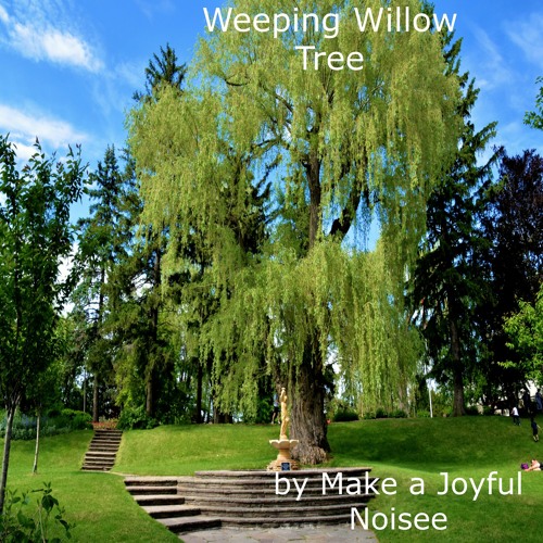 Weeping Willow Tree