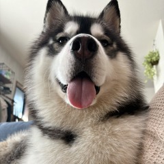 this is all i can get