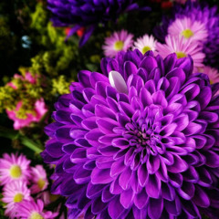 Petitu - Flower