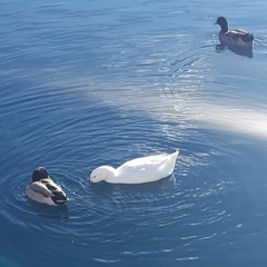 Never Gonna Give You Up Remix (Sausage hand trick remix)