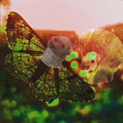 Peace,love, and moth jam