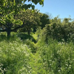 June 2021 w/ northeast lights