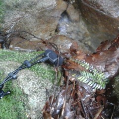 Salamander's Den op 770