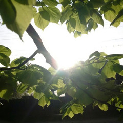 من سورة النور | القارئ مختار الحاج ..