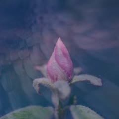 Equanimous, Bliss Looper - Sentimental