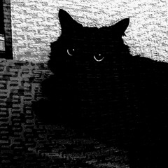 FELIX (Ventral Tegmental Area)