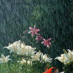 Elephant - Frederik Valentin & Loke Rahbek (medium Papa remix)