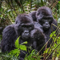 Experiencing The Unforgettable Why End Your Trip With Bwindi National Park Safari