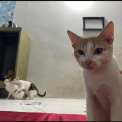 CẨN THẬN SAU LƯNG KÌA BÉ IU