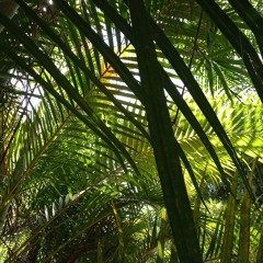 Avelhas, pássaros e vacas distantes