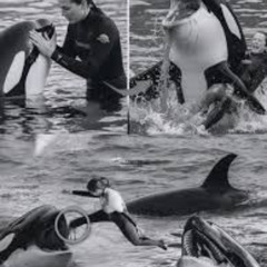 [FULL+*] jessica radcliffe video jessica radcliffe pelatih orca jessica et son dauphin Telegram