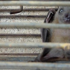 AAAC Wildlife Removal of Mobile - Bat Removal Mobile