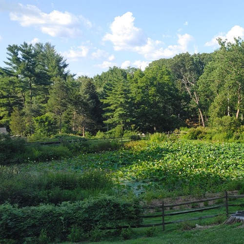 Circuit Creek - A Hydrasynth Nature Track