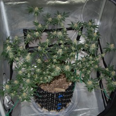 Tha KroniK - Weed & Cocaine (Remastered)