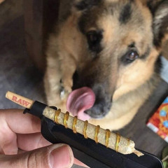 lilquil/shakuquil envidiosos audio oficial