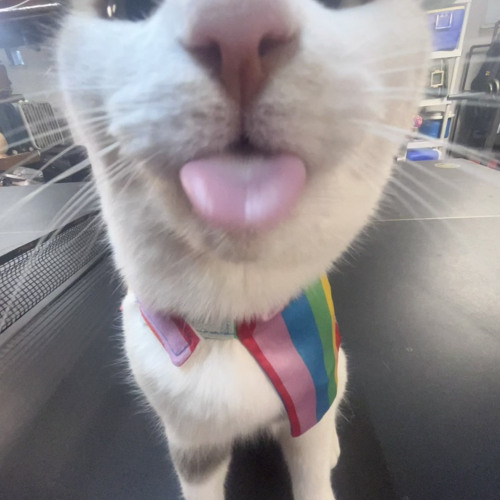 Stream Deltarune Ribbit Mod OST - Forest Battle by Indigo | Listen ...